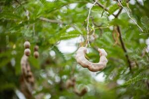 Tamarind Pod tree in the field photo