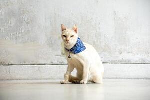 View of white Abandoned cat with a blue scarf sitting, focus selective photo