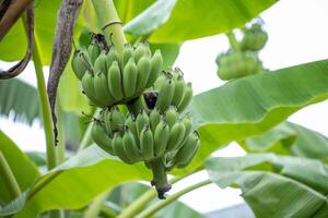Raw bananas on the tree photo