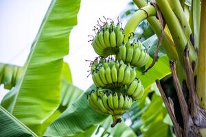 bananas on the tree photo