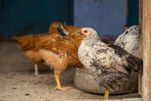 chickens in the henhouse on the farm. selective focus. photo