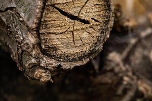 Close-up of weathered wood log texture, showcasing bark and grain details photo