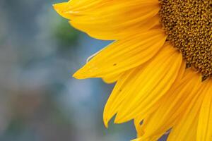 Close up of sunflower with shallow depth of field and blurred background photo