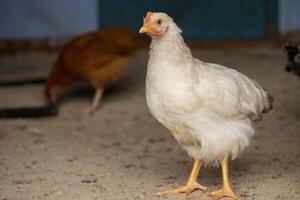 chickens on the traditional free range poultry farm in India. photo