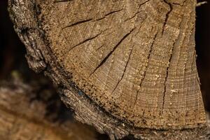 Close-up of a weathered log showcasing tree rings and texture photo