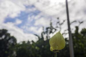 Lotus In The Backyard photo