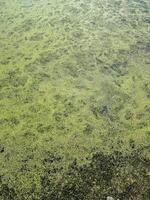 Duckweed floating on the surface of a tranquil pond, creating a lush green carpet, with sunlight filtering through the water, serene aquatic environment, Marshland landscape photo