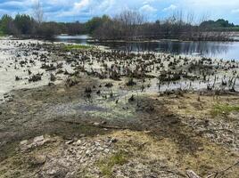Marshland landscape with water, dry patches, and vegetation, showcasing natural ecological diversity in serene outdoor environment , swampy body of water in hot climate, climate change, global warming photo