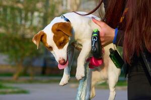 Funny Jack Russell terrier is trying to walk out of hands of its owner photo