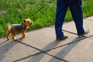 Man walking his dog on the sidewalk on a warm sunny day photo