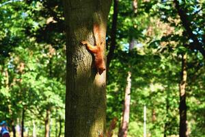 Red ginger cute squirrel running on tree trunk photo