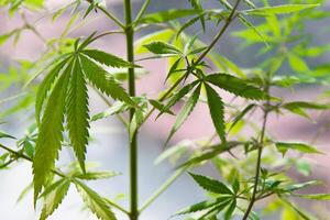 Healthy green cannabis plants growing in open field photo