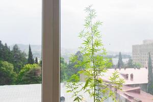 Expansive hemp cultivation with rows of thriving plants photo