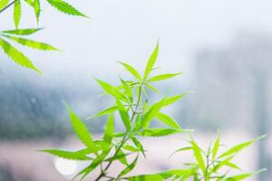 Cannabis plantation flourishing in fertile soil and warm climate photo