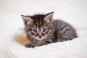 Cute. kitten, playing on a white blanket photo
