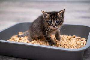 A small kitten, in a litter tray photo