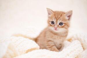 Cute, kitten. playing on, a white blanket photo