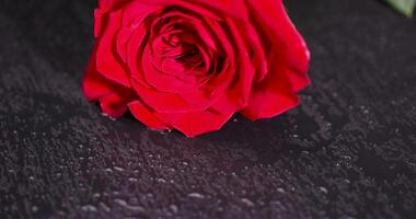 a beautiful fresh rose flower on a black slate in drops of water photo