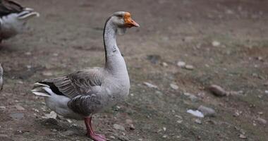 a large lone goose in the yard in the countryside photo