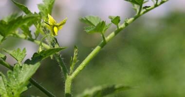 a field with tomato bushes covered with water droplets photo