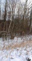 deciduous trees without foliage covered with snow in winter photo