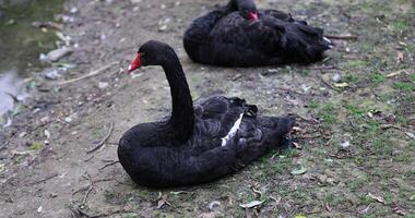 one bird is a swan with rare black feathers and a red beak photo