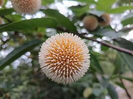 a white and yellow flower on a tree. Burflower on a tree photo