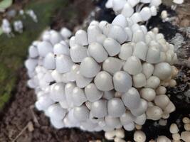 a cluster of white mushrooms on a tree photo