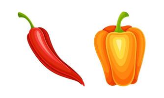 Red and orange fresh pepper bell and chili. Healthy spicy vegetables set illustration vector