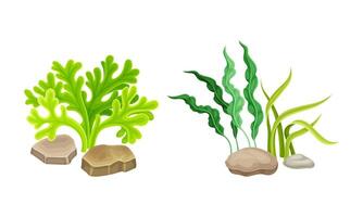 Algae seaweed plants set. Undersea biodiversity flora cartoon illustration vector