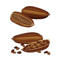Set of dried cocoa beans. Natural healthy product illustration vector