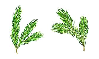 Fir pine tree branches set illustration isolated on white background vector