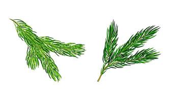 Fir tree branches set. Christmas decoration element cartoon illustration vector