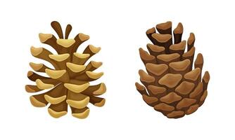 Opened coniferous tree pine cones illustration on white background vector
