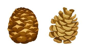 Open and closed fir cones. Coniferous tree pine cones cartoon illustration vector