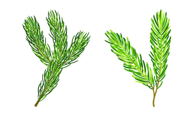 Green pine tree branches for Chrismas decoration cartoon illustration