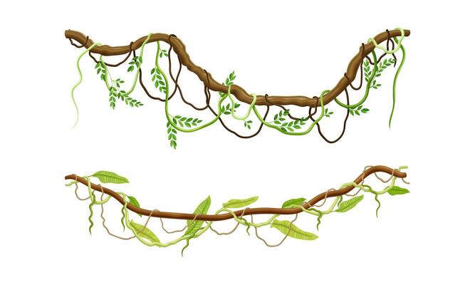 Creeper climbing branches with green leaves set. Tropical vines and trees twigs illustration