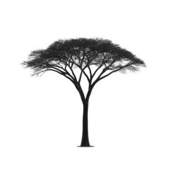 solitario acacia árbol con ancho, plano pabellón soportes en contra transparencia fondo, exhibiendo sus único silueta. árbol ramas untado fuera graciosamente, creando elegante y sereno imagen png
