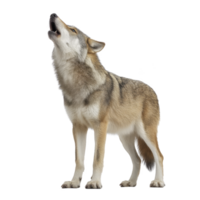 Wolf stands howling with its head tilted upward, showcasing its thick fur and strong build. image captures wild essence and natural beauty of this majestic animal png