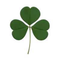 Vibrant green three leaf clover with smooth texture, symbolizing luck and nature. clover is isolated on transparency background, highlighting its simple beauty png