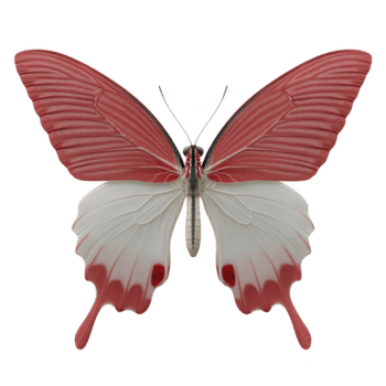 vivace farfalla con Impressionante rosso e bianca Ali è visualizzato contro pianura sfondo, in mostra suo intricato modelli e delicato struttura png