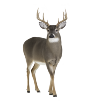 Majestic deer with large antlers stands gracefully, showcasing its elegant posture and natural beauty. deer appears alert and attentive, embodying essence of wildlife in its serene environment png