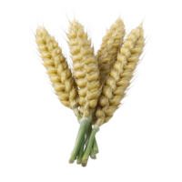 Golden wheat stalks isolated on transparency background, showcasing their natural texture and vibrant color. Perfect for agricultural themes or food related designs png