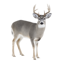 Majestic deer with large antlers stands gracefully, showcasing its natural beauty and elegance. deer fur is mix of gray and white, highlighting its serene presence in wild png