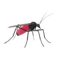 Mosquito with red abdomen stands against transparency background, highlighting its slender legs and delicate wings. vibrant red color suggests it has recently fed png