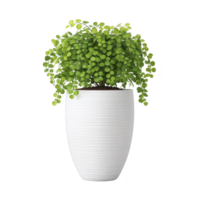 Lush green plant with small round leaves is placed in sleek white textured pot, creating fresh and modern look. plant vibrant foliage adds touch of nature to any space png