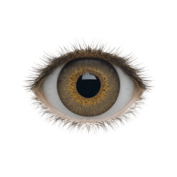 detailliert schließen oben von Mensch Auge mit braun Iris und kompliziert Muster, umgeben durch Wimpern, isoliert auf Transparenz Hintergrund. Bild Highlights Auge Textur und Farbe png