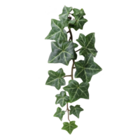 Vibrant green ivy vine with distinctively shaped leaves, showcasing natural and lush appearance. leaves have glossy texture and are arranged in alternating pattern along stem png