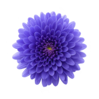 Vibrant purple dahlia flower with layered petals radiates from center, showcasing its intricate and symmetrical design against plain background png