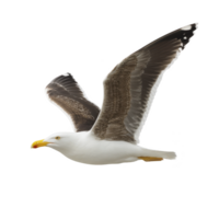Seagull with outstretched wings gracefully soars through air, showcasing its white and brown plumage against clear sky. bird sharp beak and focused gaze add to its majestic presence png